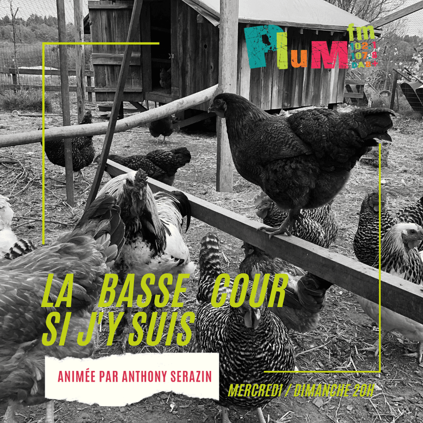 La basse cour si j'y suis 