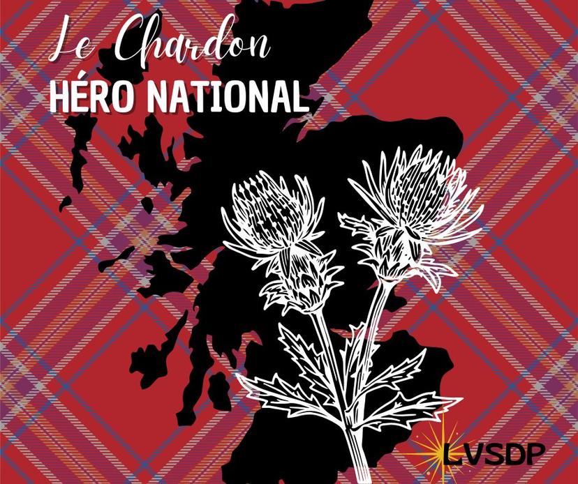 Dans la vie secrète des plantes #03 : Le Chardon, héro national